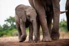 An African elephant calf protected by its mother Mashatu Game Reserve-Botswana Art Print